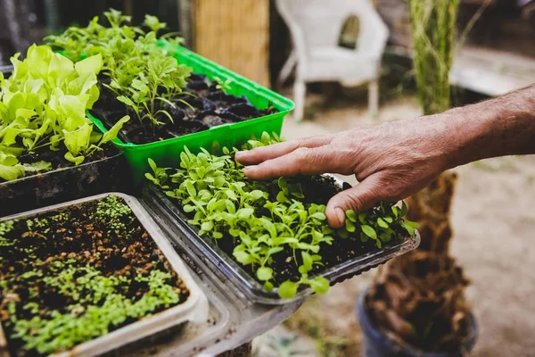 Flori Plante Legume Într Livadă — Fotografie, imagine de stoc