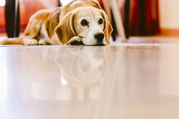 Joven Perro Beagle Descansó Dentro Una Casa — Foto de Stock