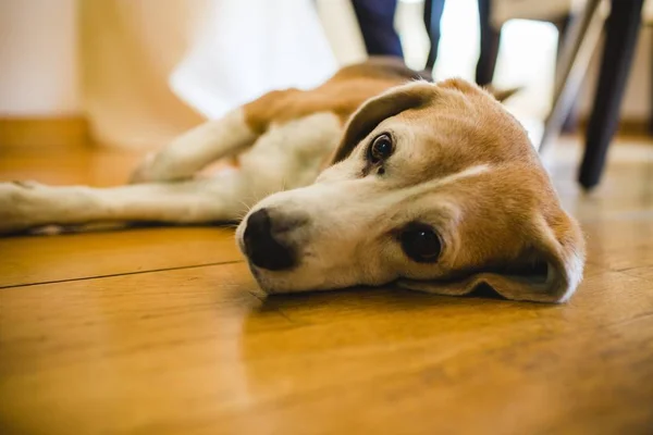 Junger Beagle Hund Ruhte Sich Einem Haus Aus — Stockfoto