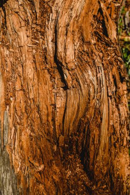 Doku eski ve yaşlı ağaç ve ağaç gövdeleri