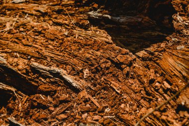 Doku eski ve yaşlı ağaç ve ağaç gövdeleri