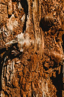 Doku eski ve yaşlı ağaç ve ağaç gövdeleri