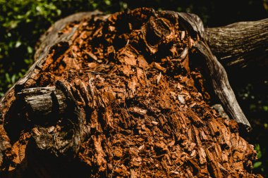 Doku eski ve yaşlı ağaç ve ağaç gövdeleri