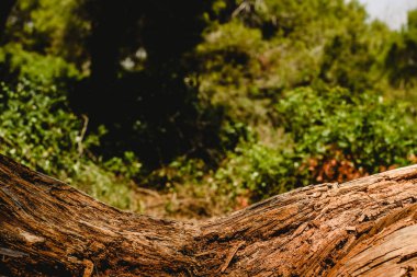 Doku eski ve yaşlı ağaç ve ağaç gövdeleri