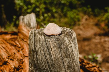Doku eski ve yaşlı ağaç ve ağaç gövdeleri ile deniz hayvanı kabuğu