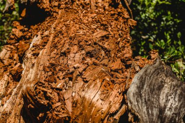 Doku eski ve yaşlı ağaç ve ağaç gövdeleri