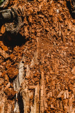 Doku eski ve yaşlı ağaç ve ağaç gövdeleri