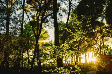 Orman yaz sıcak renkler ile gün batımında