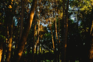 Orman yaz sıcak renkler ile gün batımında