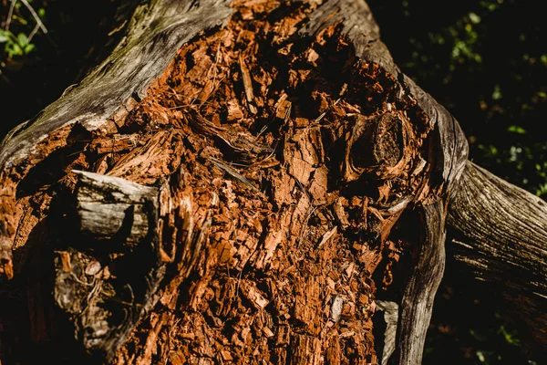 Texturen Aus Altem Und Gealtertem Holz Und Baumstämmen — Stockfoto