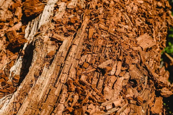 Textures of old and aged  wood and tree trunks