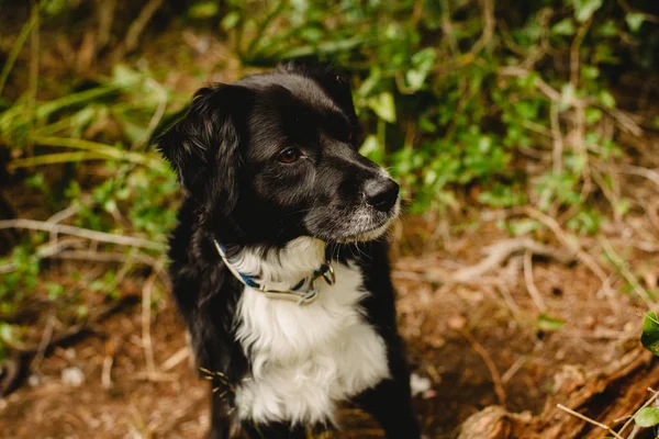 Border Collie Pies Uśmiecha Się — Zdjęcie stockowe