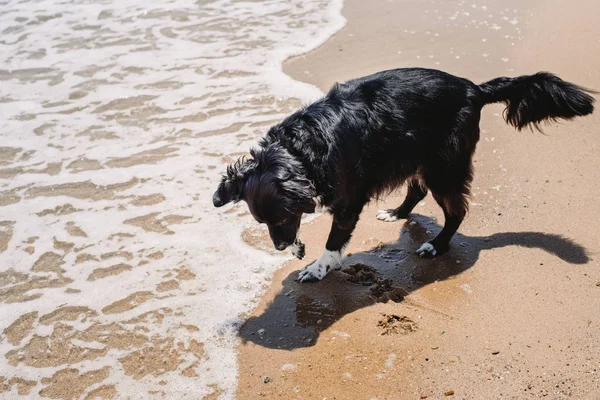 ボーダーコリー犬の笑顔 — ストック写真