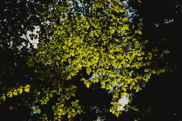 Forest Bij Zonsondergang Met Warme Kleuren Van Zomer — Stockfoto