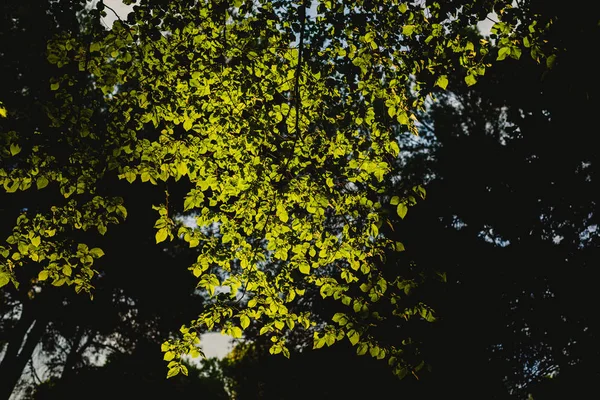 Forest Bij Zonsondergang Met Warme Kleuren Van Zomer — Stockfoto