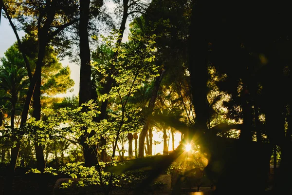 Skogen Vid Solnedgången Med Varma Färger Sommar — Stockfoto