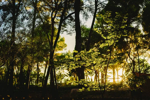 Skogen Vid Solnedgången Med Varma Färger Sommar — Stockfoto