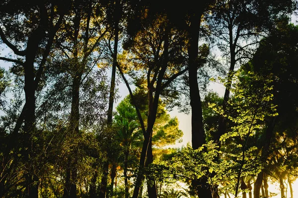 Skogen Vid Solnedgången Med Varma Färger Sommar — Stockfoto