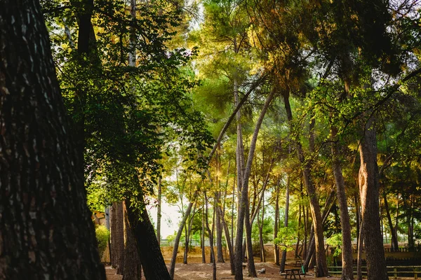 Forest at sunset with warm colors of summer