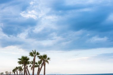 Gölge vermek için bir plajda palmiye ağaçları