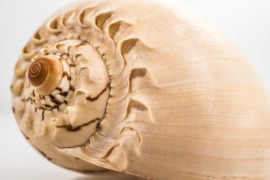 Beyaz arka plan ile büyük seashell studio