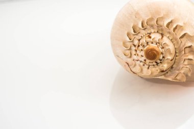 Beyaz arka plan ile büyük seashell studio