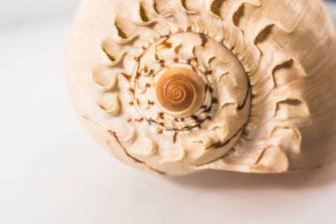 Beyaz arka plan ile büyük seashell studio