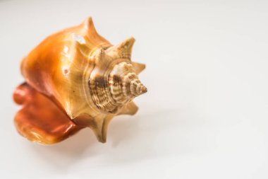 beyaz deniz kabukları