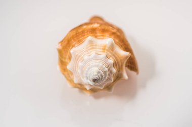 beyaz deniz kabukları