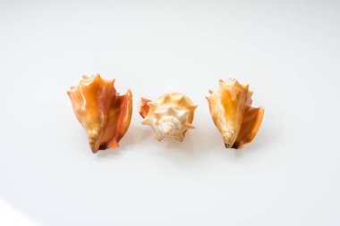 Deniz kabuklarını Studio beyaz arka plan ile Grup