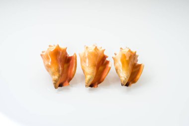 Deniz kabuklarını Studio beyaz arka plan ile Grup