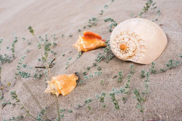 Sea Shells Sand Beach — Stock Photo, Image