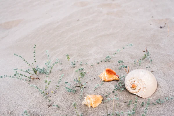 Sea Shells Sand Beach — Stock Photo, Image