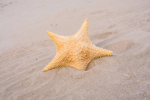 Starfish Shells Sand Beach — Stock Photo, Image