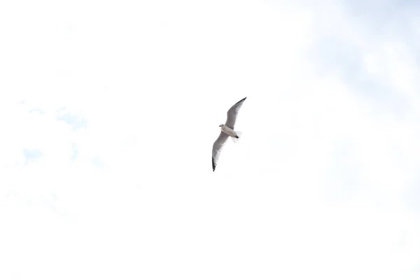 Zeemeeuw Vliegen Witte Hemel — Stockfoto