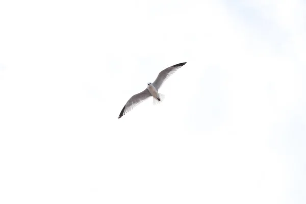 Gaviota Volando Sobre Cielo Blanco —  Fotos de Stock