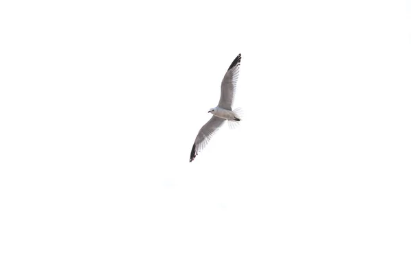 海鸥飞过白色的天空 — 图库照片