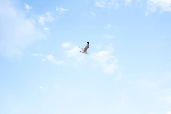 Gabbiano Che Vola Sopra Cielo Blu — Foto Stock