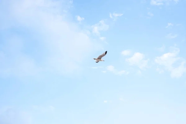 在蓝蓝的天空飞行的海鸥 — 图库照片