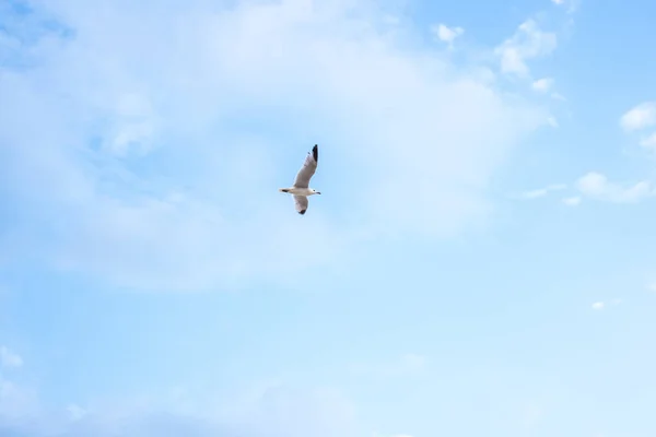 Gaivota Voando Sobre Céu Azul — Fotografia de Stock