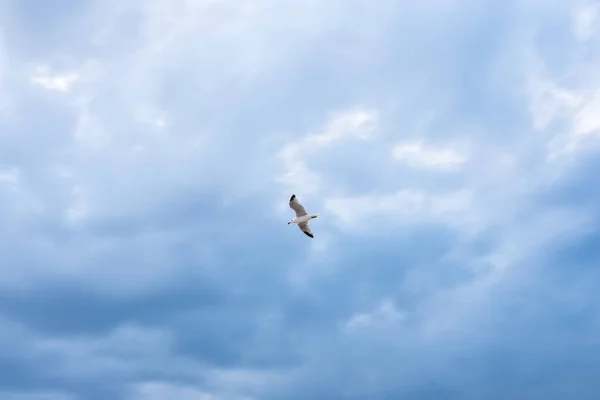 Seagull Flying Blue Sky — Stock Photo, Image