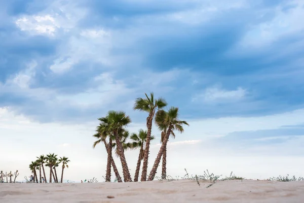 Пальмы Пляже Дать Тень — стоковое фото