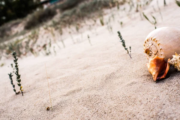 Sea Shells Sand Beach — Stock Photo, Image