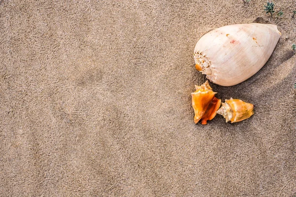 Sea Shells Sand Beach — Stock Photo, Image