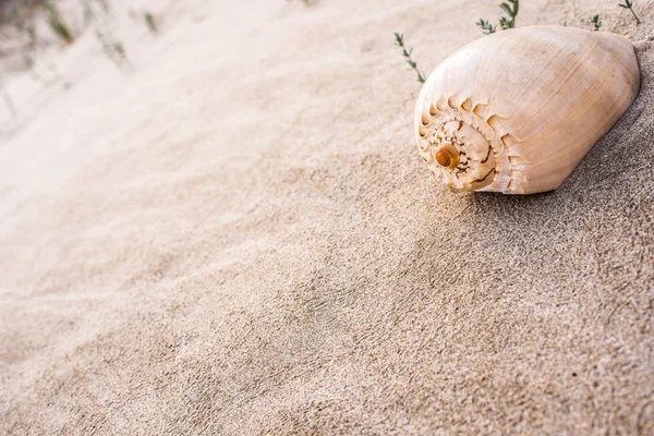 Sea Shells Sand Beach — Stock Photo, Image