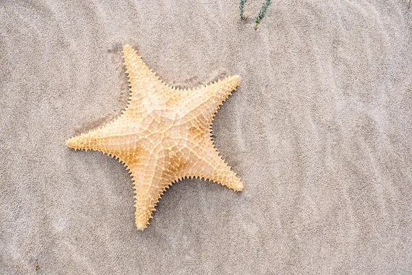 Starfish Shells Sand Beach — Stock Photo, Image
