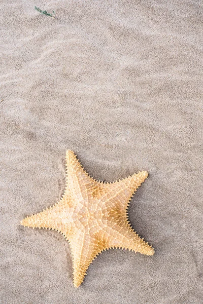 Starfish Shells Sand Beach — Stock Photo, Image