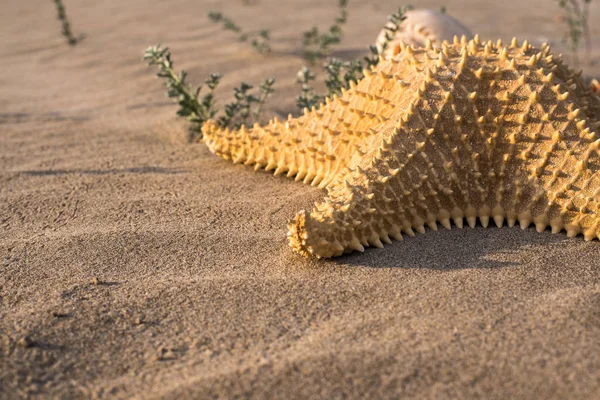 Starfish Shells Sand Beach — Stock Photo, Image