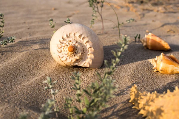 Sea Shells Sand Beach — Stock Photo, Image