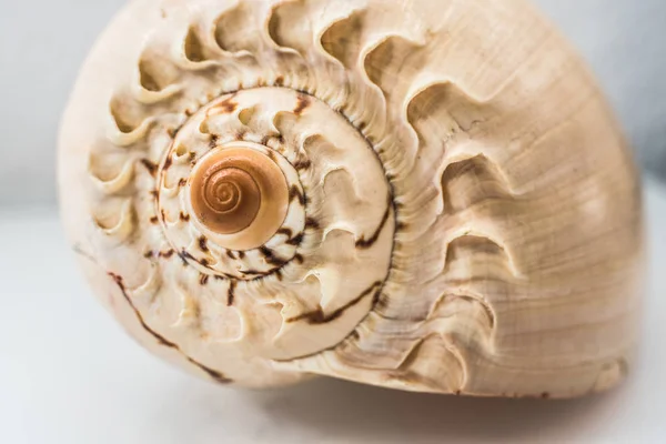 Large Seashell Studio White Background — Stock Photo, Image